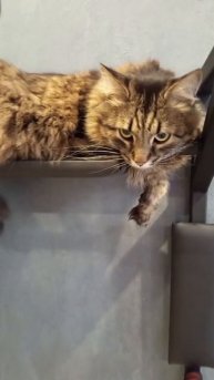 Тимка отдыхает на турнике
#кошачьинежности #кот #киса #кошечка #котики #питомец #милыйкот
#смешной