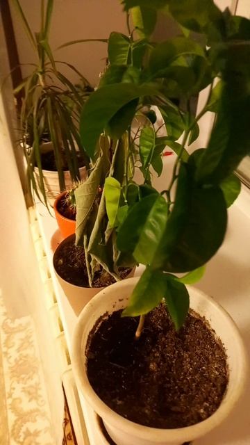 Обзор домашних цветов