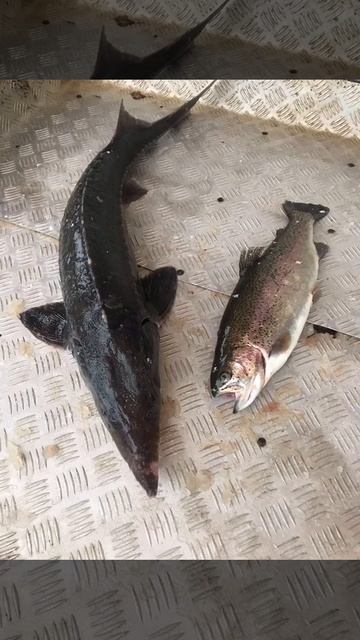 уловы рыбаков в Рыбин Гуде