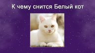К чему снится Белый кот (Сонник)