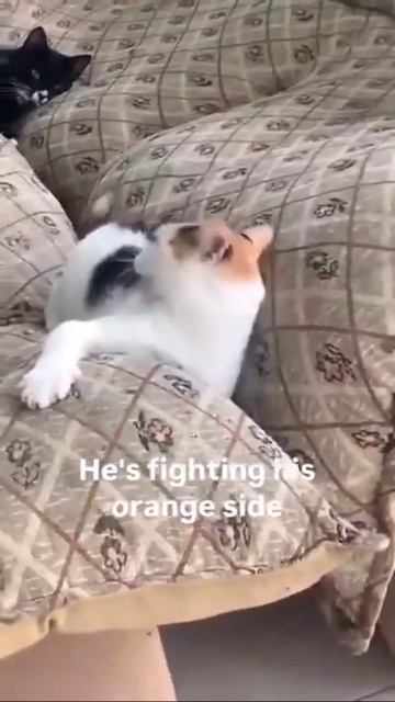 Борьба с рыжей половинкой