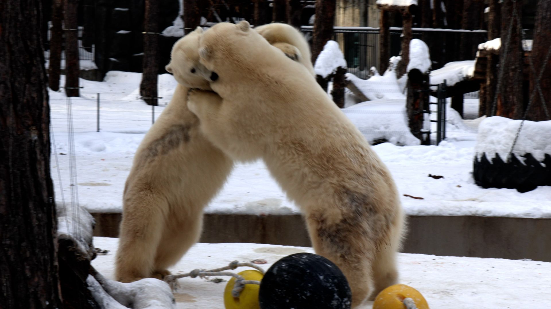 Борьба медвежат Белки и Стрелки..
