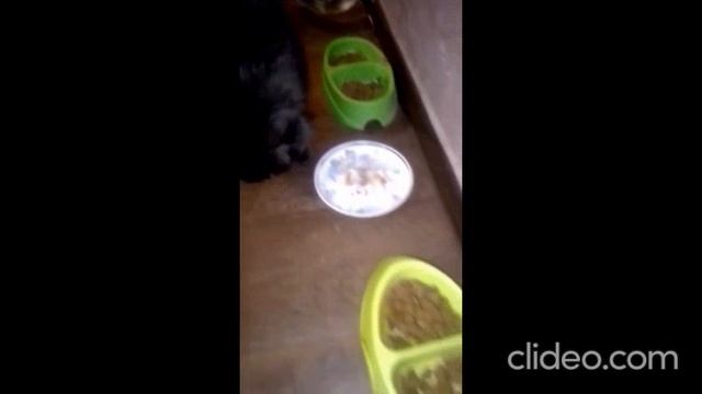 КОТЕНОК ИЗДЕВАЕТСЯ НАД ПОВАРОМ!