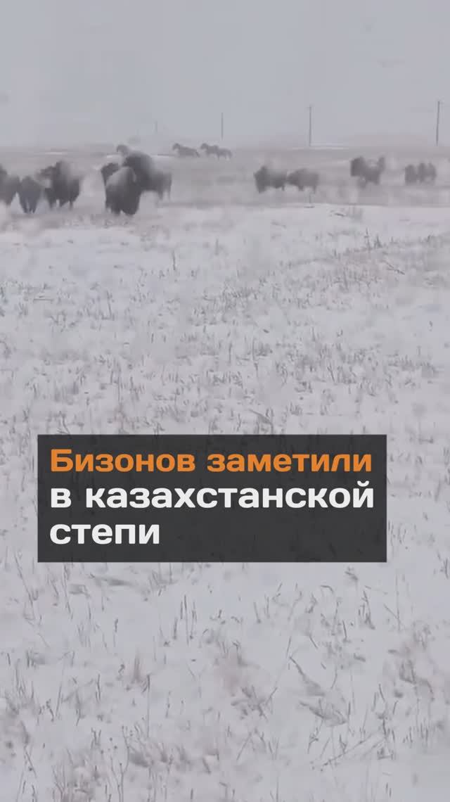 Бизонов заметили в казахстанской степи