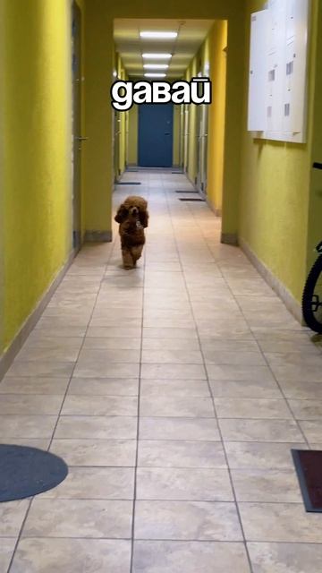 Пудель Барон приносит Ключи.