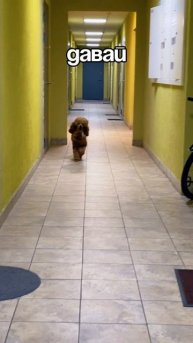 Пудель Барон приносит Ключи.