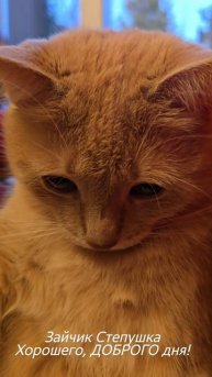 Мой Сладкий зайчик Степушка
