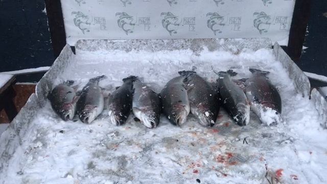 итоговый улов форели