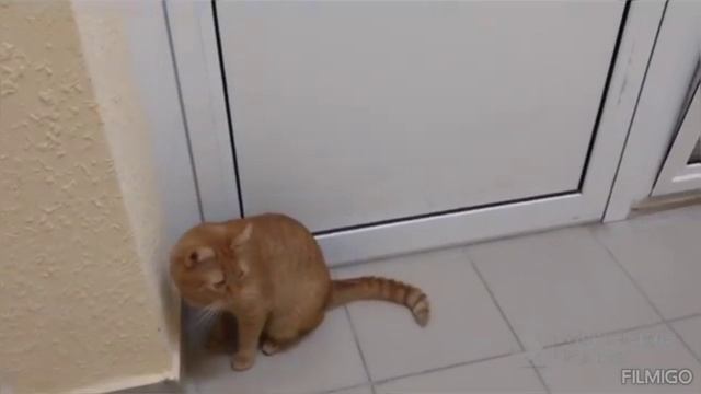 Классное видео о рыжем коте 368 ой выпуск. Игра кота с мышкой.