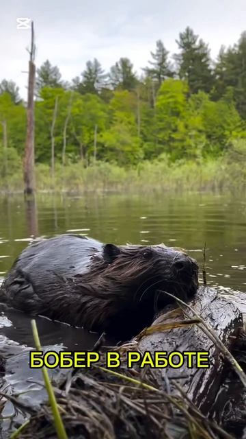Бобер в работе 👍🦫