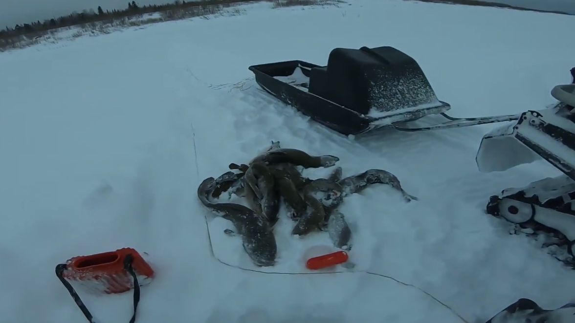 Рыбалка на реке Енисей. Отличный улов.