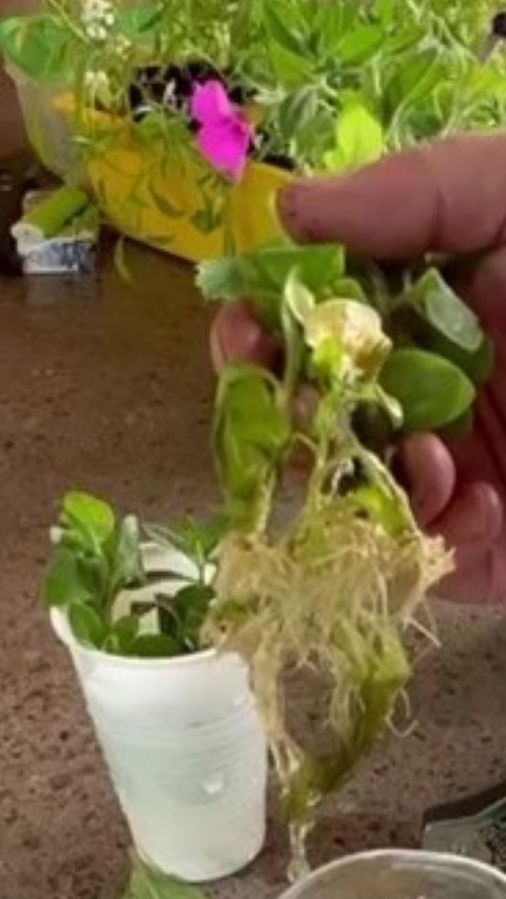 Как черенковать петунию весной