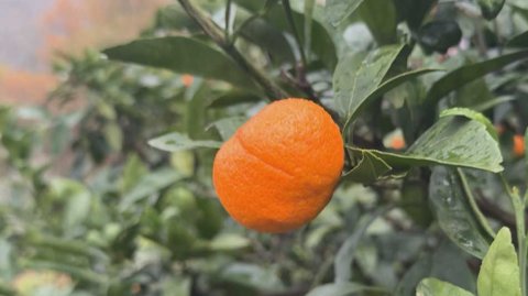 Сочинские фермеры начали сбор цитрусовых