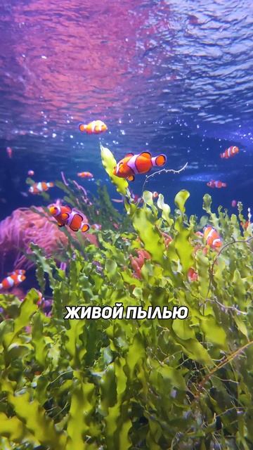 Почему хлорелла не подходит веслоносу?