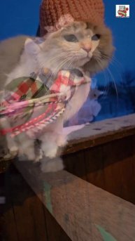 Настюня после холодов уложила своего Любимого Пикселюшу спать в блаженной неге 🌜❄️😻❤️🌹😽🛏✨️