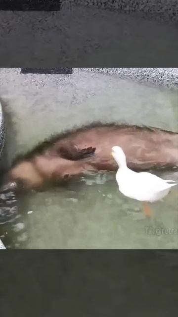 Хищный водоплавающий орел нападает на беззащитного водяного хомяка