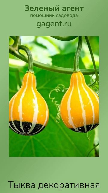 Тыква декоративная - Зеленый Агент