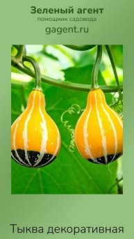 Тыква декоративная - Зеленый Агент