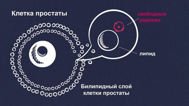 КВЕРЦЕПРОСТ