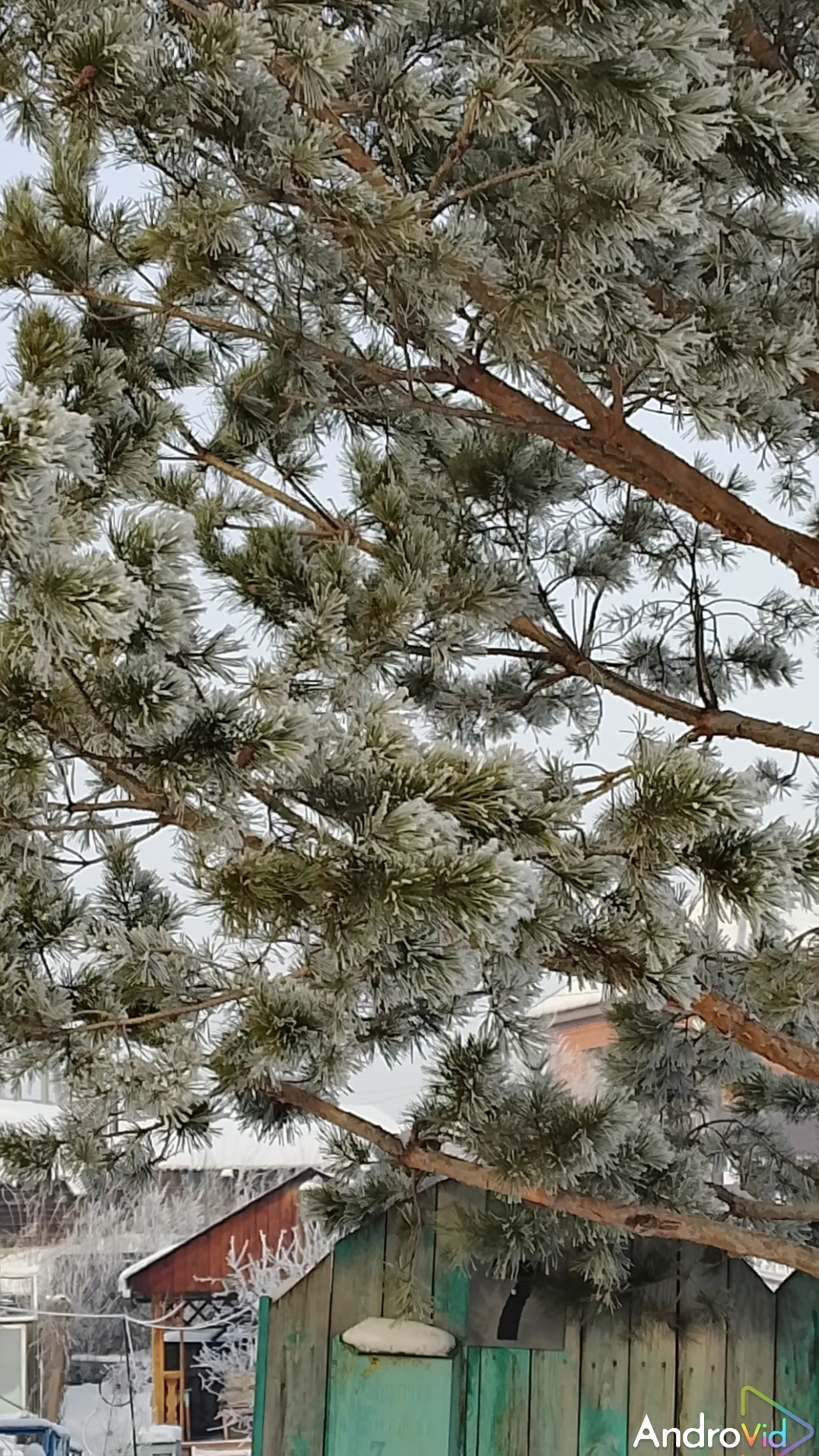 Времена года. Ёлки🎄 12-12-2025