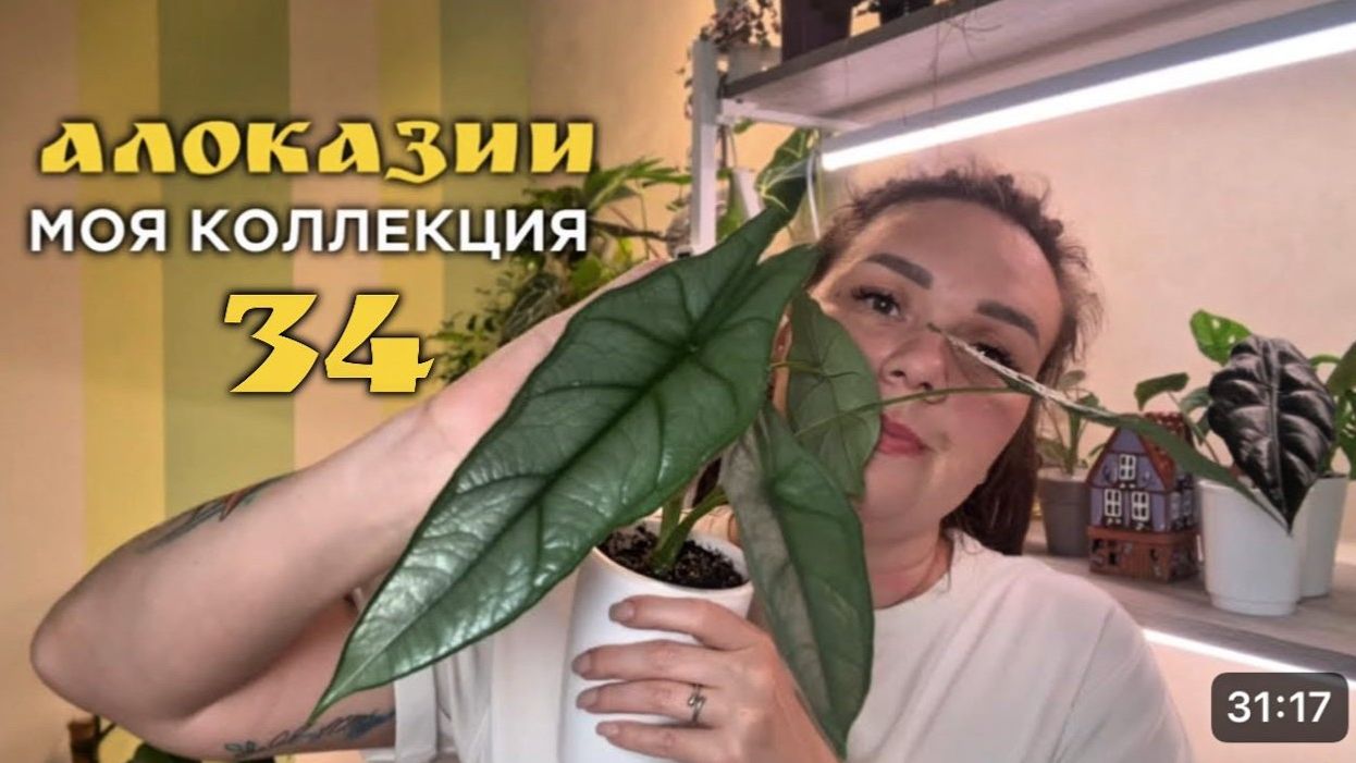 Моя коллекция алоказий (идеально для новичков)