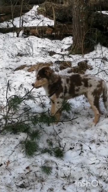 Мы не французы, но австралийцы. Джеку аусси 3 года! принимаем поздравления 🎉🎊