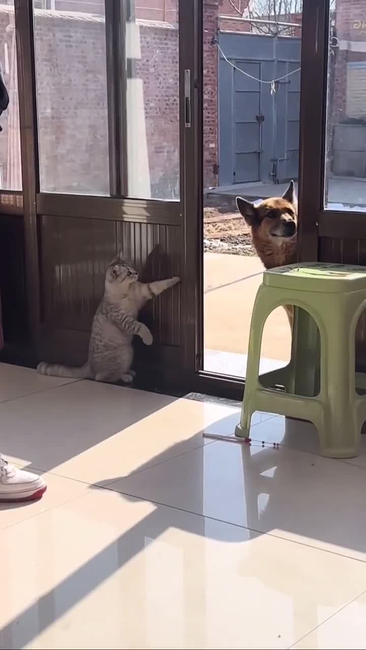 #Милые #видео #животные