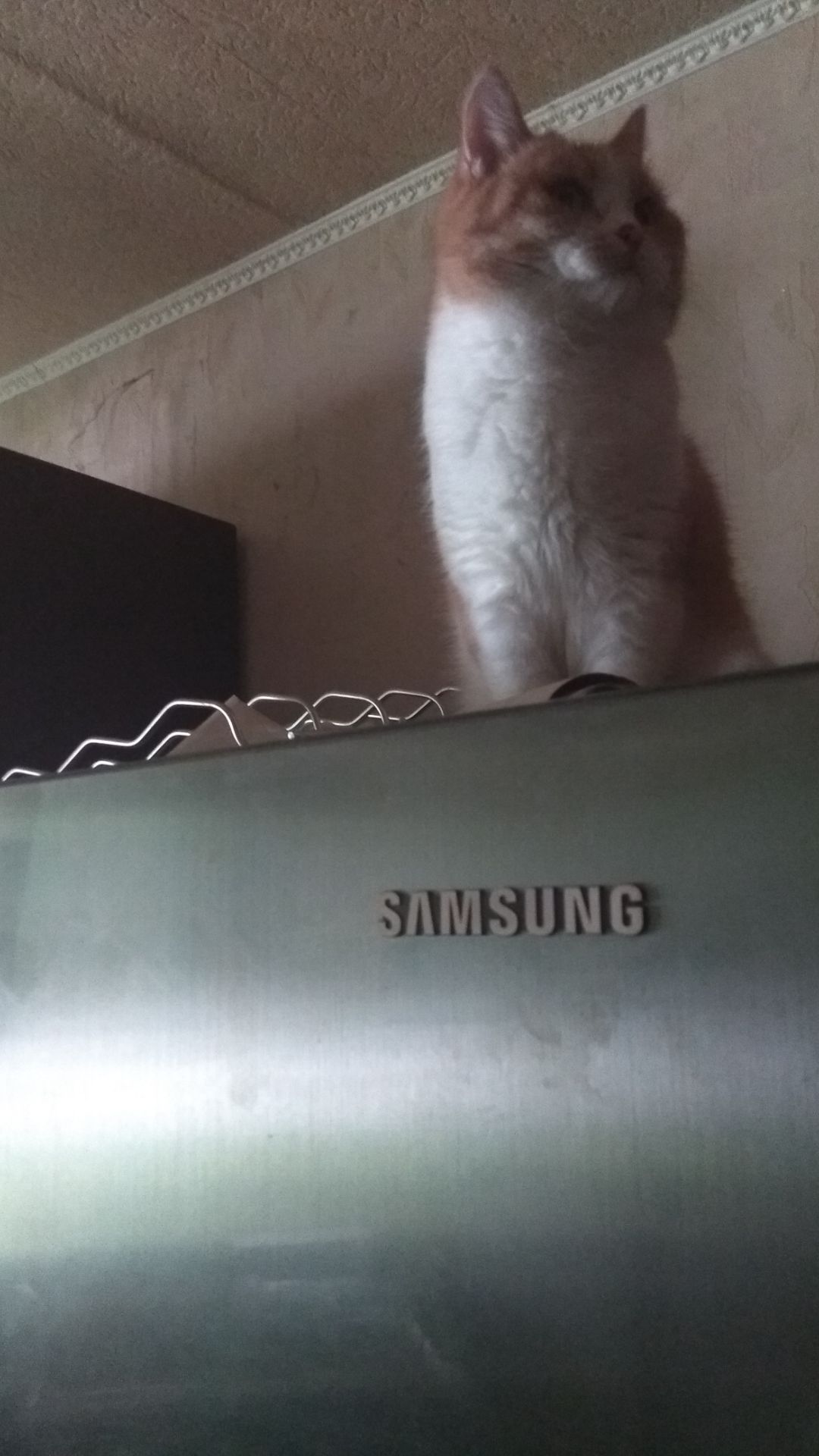 Ку-ку, мой мальчик!!😆