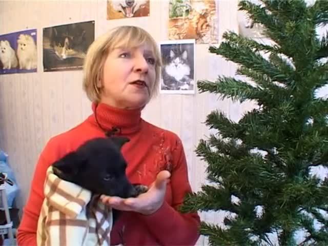 Наша ёлка лучше всех. Зоозащита+. 2007 г.