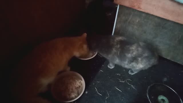 Мои подопечные остались одни.