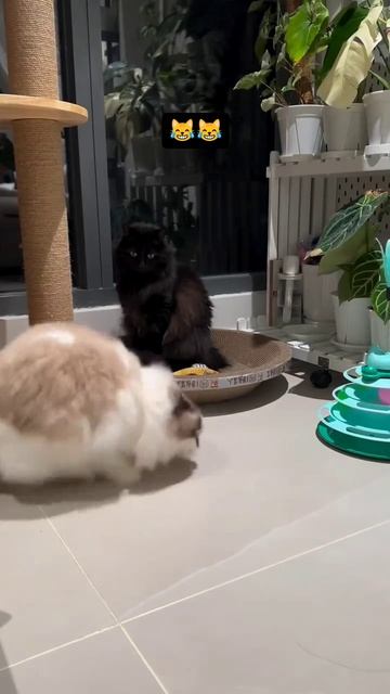 Кот смешно ходит