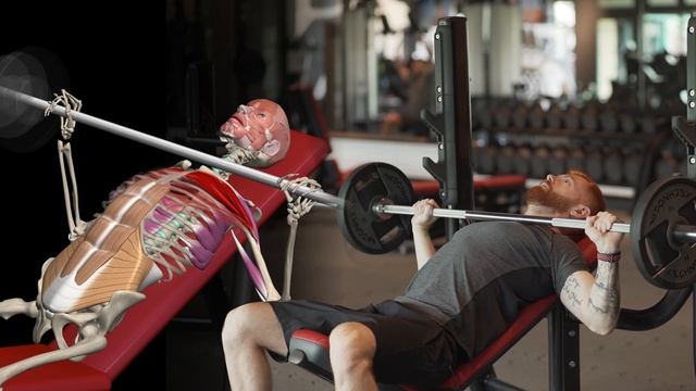 Жим штанги на наклонной скамье