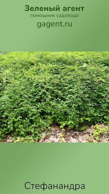 Стефанандра - Зеленый Агент