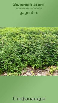 Стефанандра - Зеленый Агент