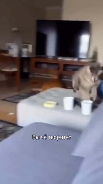 Реакция шерстяных и пушистых на гром ⚡💥