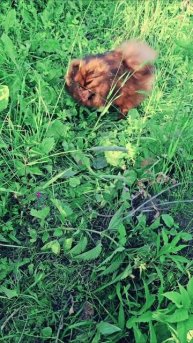 Газонокосилка #шпиц #собака #животные #шпицы