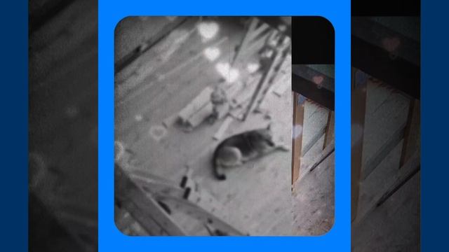 1000042248.mp4 (Собака смотрит на монтаж электропроводки (монтаж п/переключателя) в доме А-фрейм)