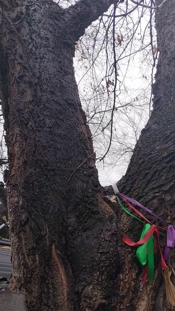 Задумчивость 12 декабря