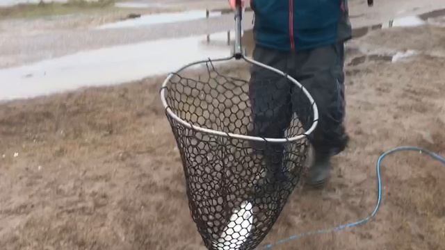 поимка форели на силикон