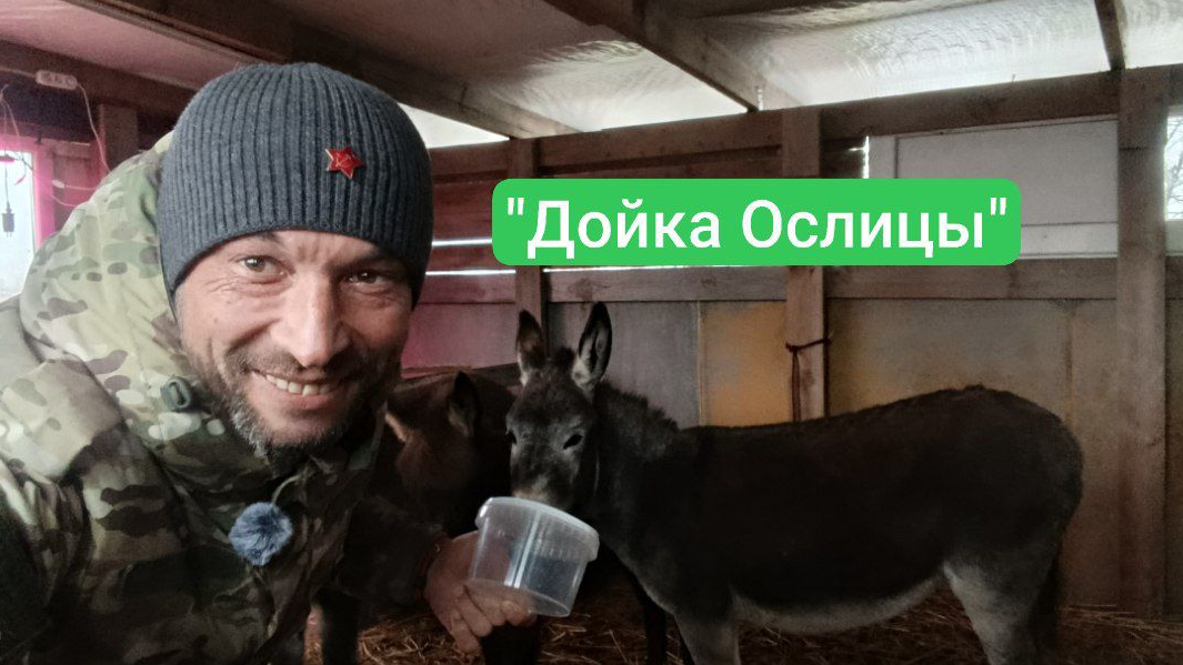 Дойка 🫏 Ослицы, первый раз 😉 ну как всегда 🤌😉.