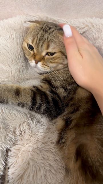 Милая шотландская вислоухая кошечка сладко спит 🐱