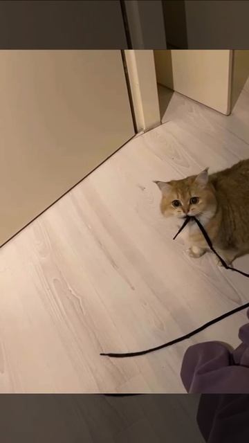 Давай играть со шнурочком!