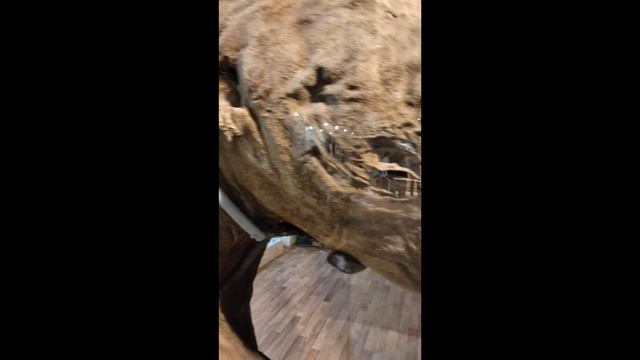 Мамонтенок 