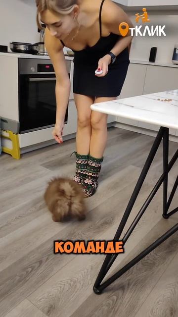 Большой старт для щенка