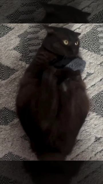 Тумпой носок, я покажу тебе, кто тут главновый😡