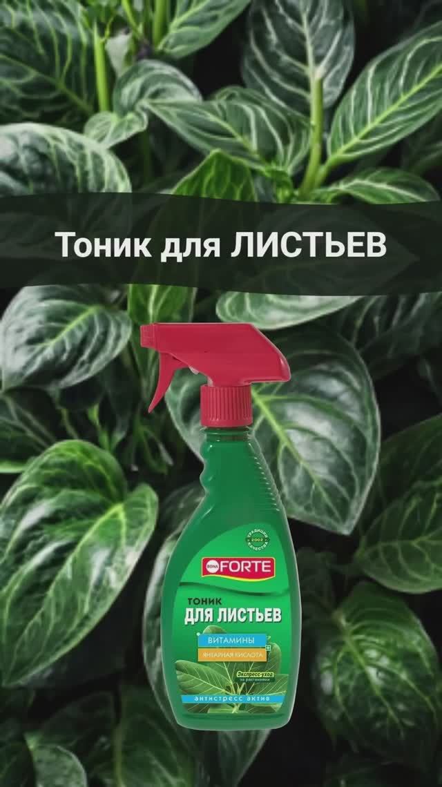 Витаминный тоник для листьев #тоник  #комнатныерастения
