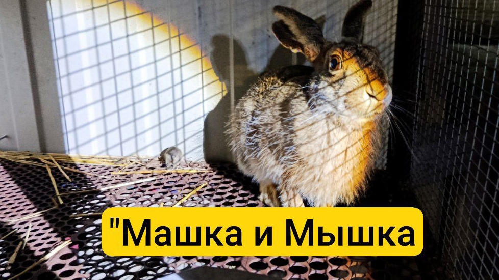 Заяц и Мышка живут вместе 👩🏻🤝👨🏼, дружба существует 😉😁😁😁