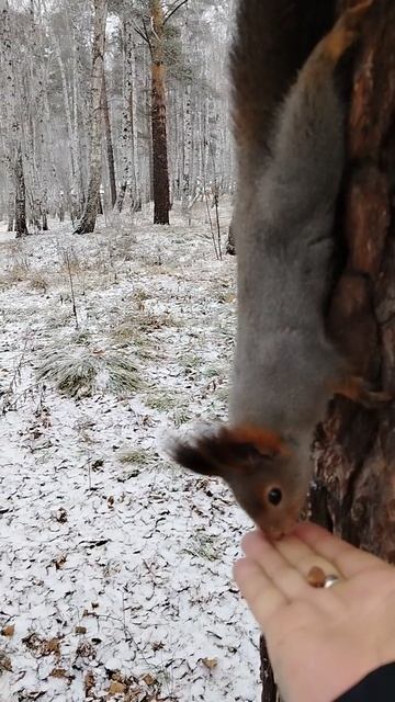 Гуляем в роще