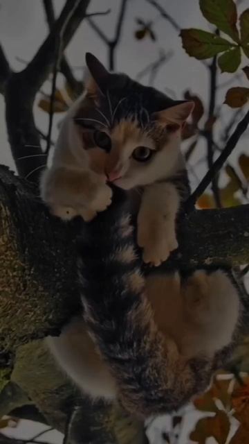 Утро начинается с котятерапии #кот #топ