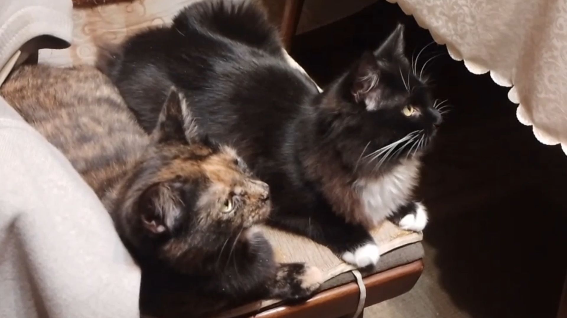 Норвежские лесные кошки, как и обычные, обожают кефир. Видео от SAFa